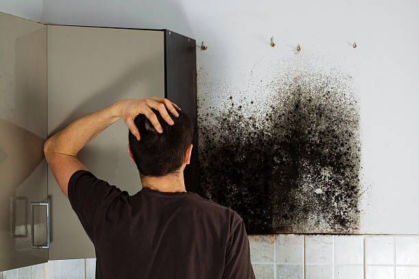 Professional Mold Removal in Pierce, CO